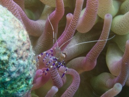 Spotted Cleaner Shrimp IMG 5943